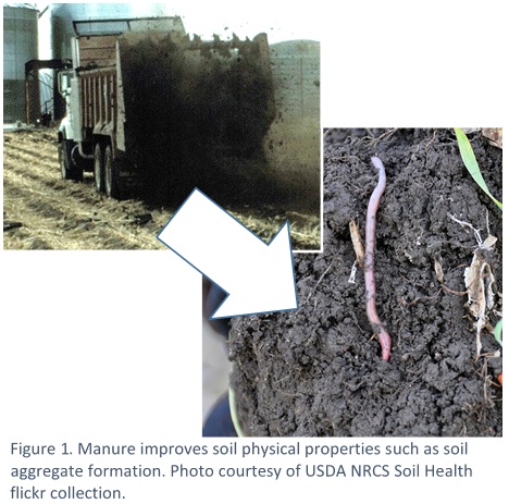 Manure improves soil physical properties