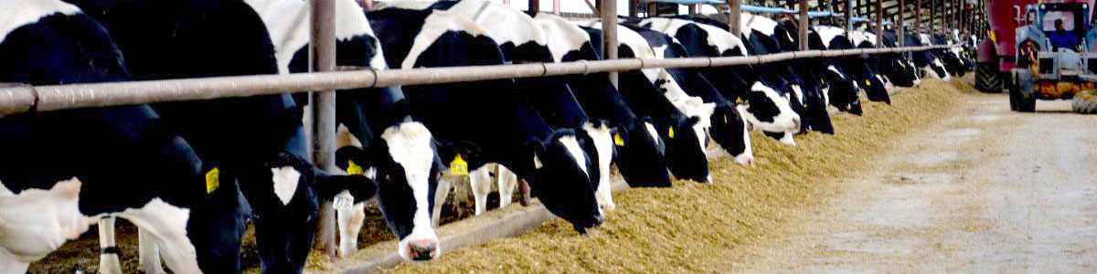 Nebraska Dairy Extension