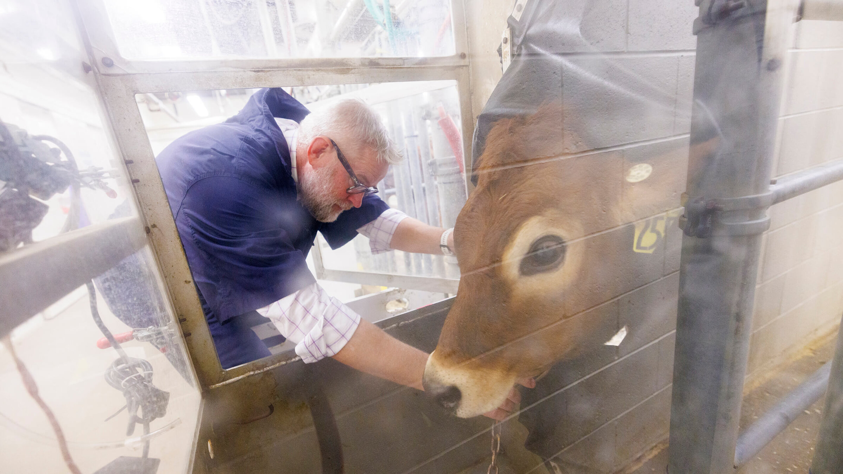 Paul Kononoff, Professor of Animal Science, hooks up Lila, a 10-month-old jersey cow, in the portable booth, where her breath will be measured and sampled to determine the amount of methane produced by the animal. To measure the gas, a cow is surrounded by a phone-booth like structure where the cow eats and drinks as the air is collected and sampled. December 15, 2023. Photo by Craig Chandler / University Communication and Marketing.