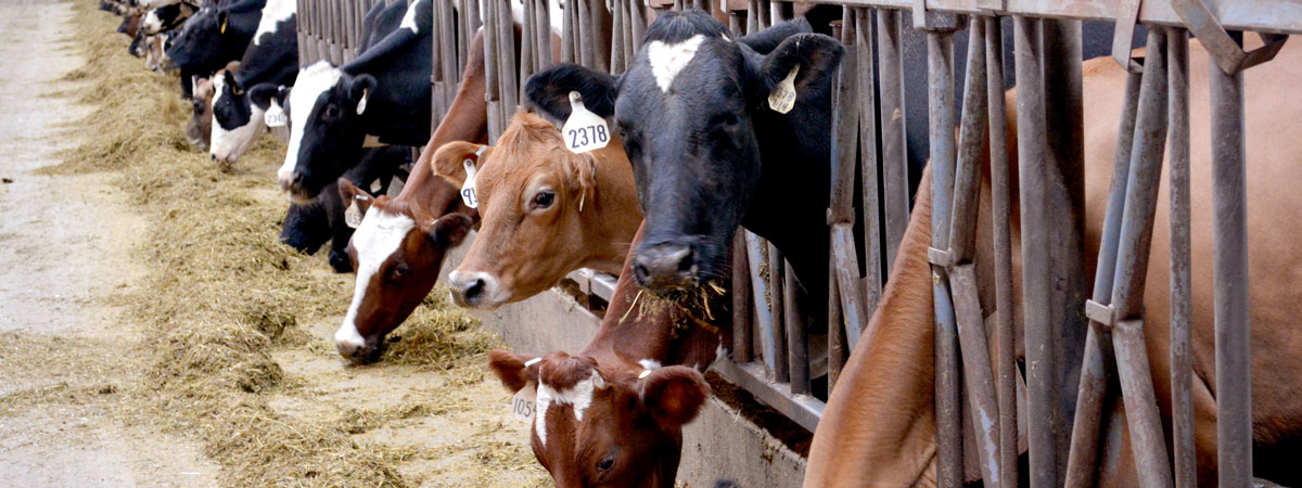 A row of dairy cows feeding