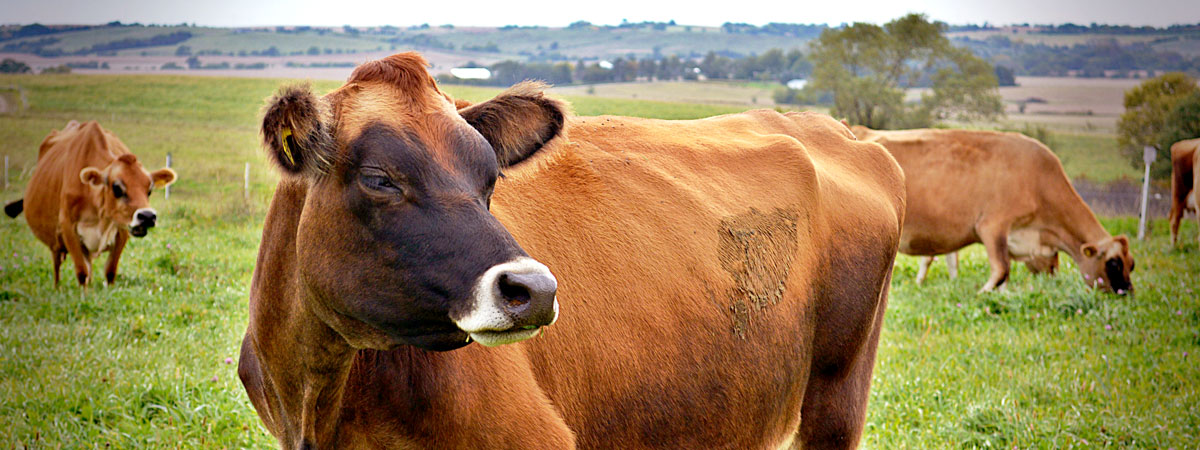 A field with three dairy cows