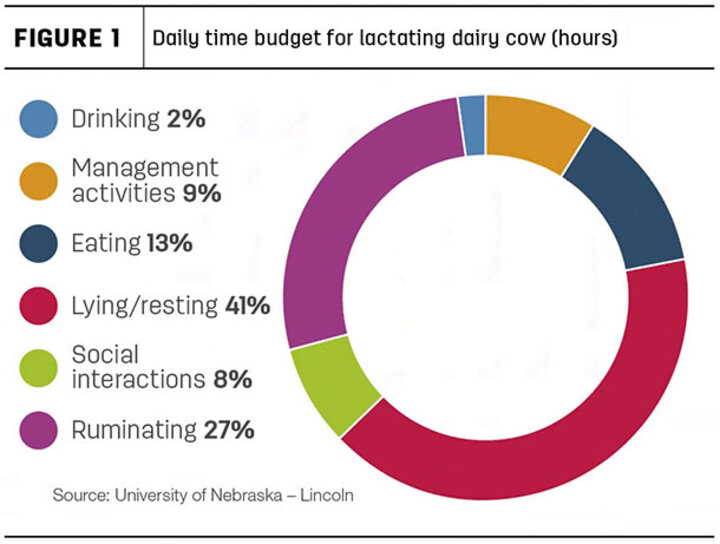 Cow Daily Time Budget infographic