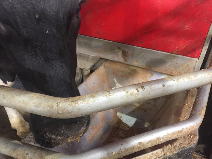 A dairy cow feeding from a metal trough