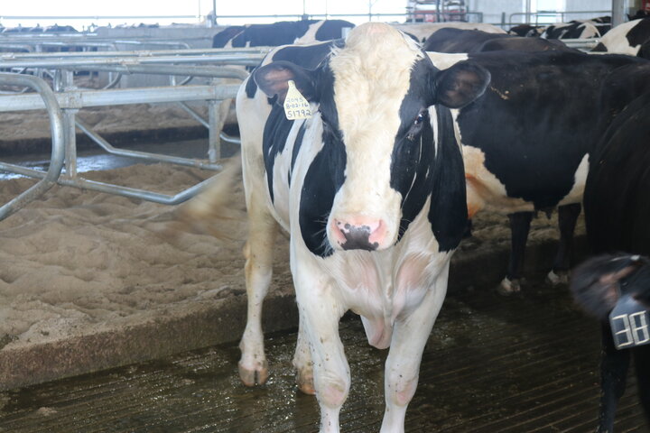 A dairy cow