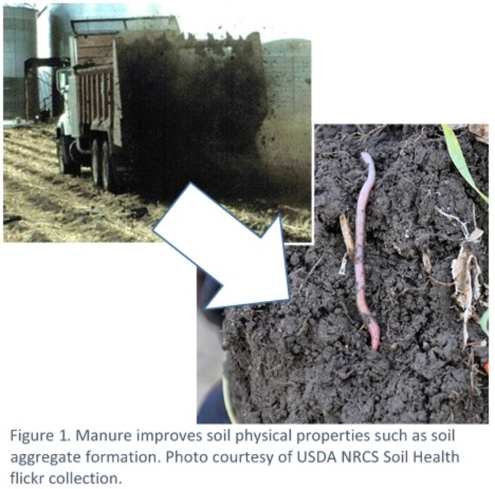 Figure 1. Manure improves soil physical properties such as soil aggregate information. Photo Courtesy of USNDA NRCS Soil Health flickr collection