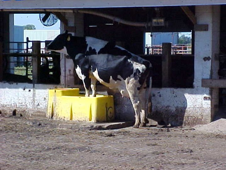 A cow stands with its front legs inside a yellow water trough